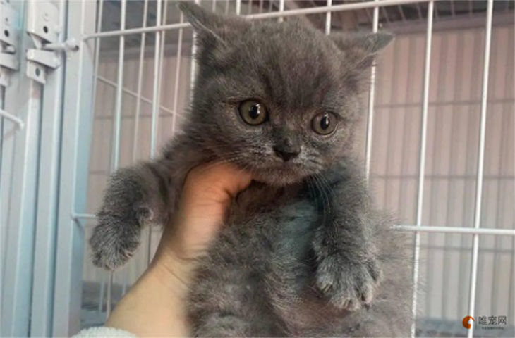 三个月的俄罗斯蓝猫如何分辨公母