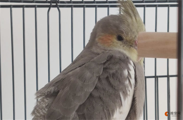 玄凤鹦鹉几个月算是成鸟 怎么看是否成年