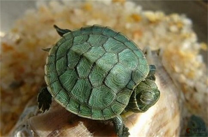 巴西龟开心的表现都有哪些 怎么和它沟通