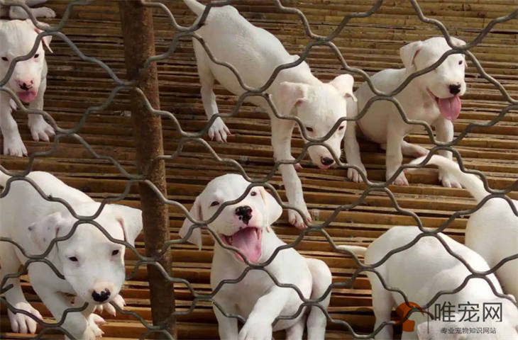 扬州可以养杜高犬吗 多少钱一只