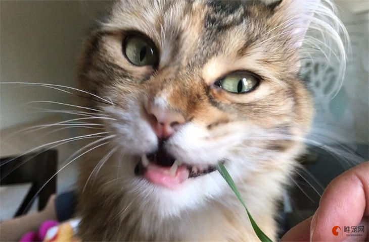 小猫怎么看长毛短毛 长毛猫有哪些特征 小猫怎么看长毛短毛 长毛猫有哪些特征
