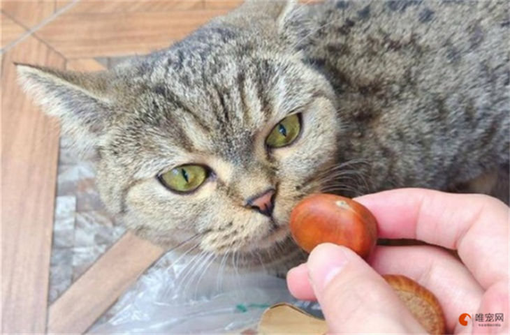 小猫能吃栗子吗 会怎么样 小猫能吃栗子吗 会怎么样