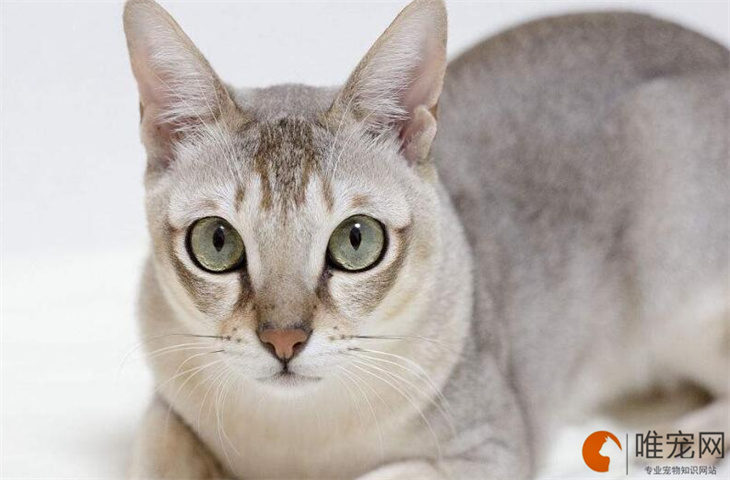 新加坡猫幼崽一般在什么价位 哪里能买到