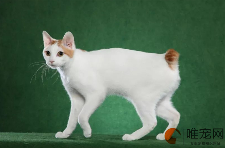 日本短尾猫幼崽一般在什么价位 