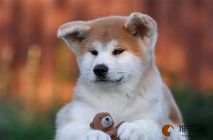 长春可以养秋田犬吗 多少钱一只 长春可以养秋田犬吗 多少钱一只