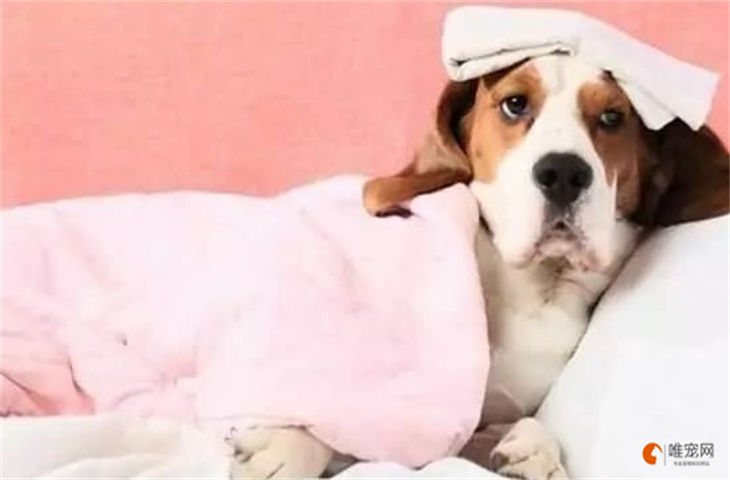 感冒发烧能用毛巾敷在狗狗的头吗，得散热还是捂着