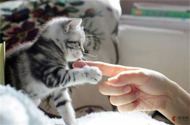 怎么教猫收爪子 如何训练