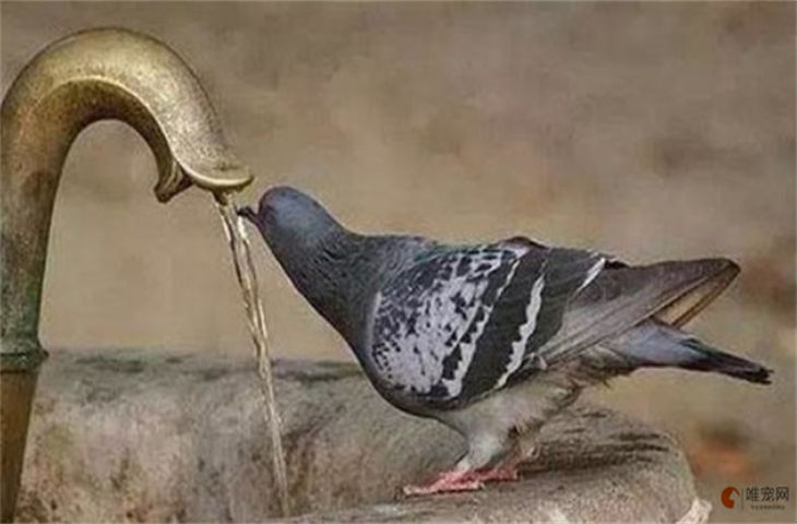 鸽子要喝水吗 一天喂一次行吗