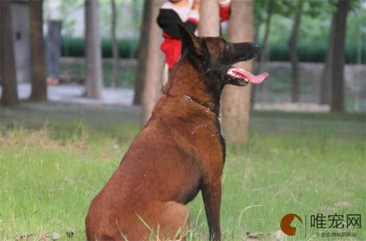 马犬幼崽一般在什么价位 怎么看纯不纯