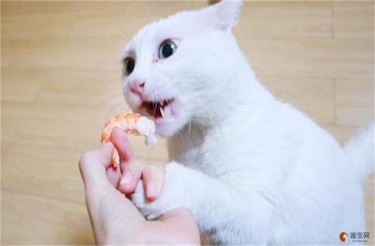 猫咪吃虾的好处和坏处 一次可以吃几只 猫咪吃虾的好处和坏处 一次可以吃几只