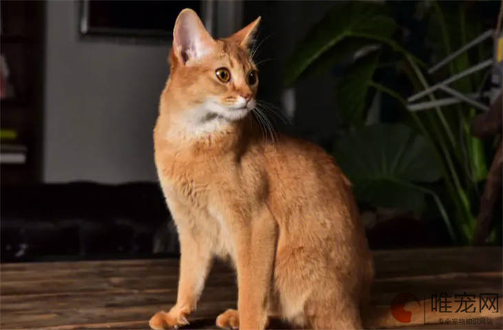 阿比西尼亚猫幼崽2000元能买到吗