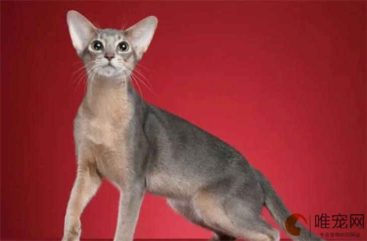 阿比西尼亚猫幼崽3000元能买到吗