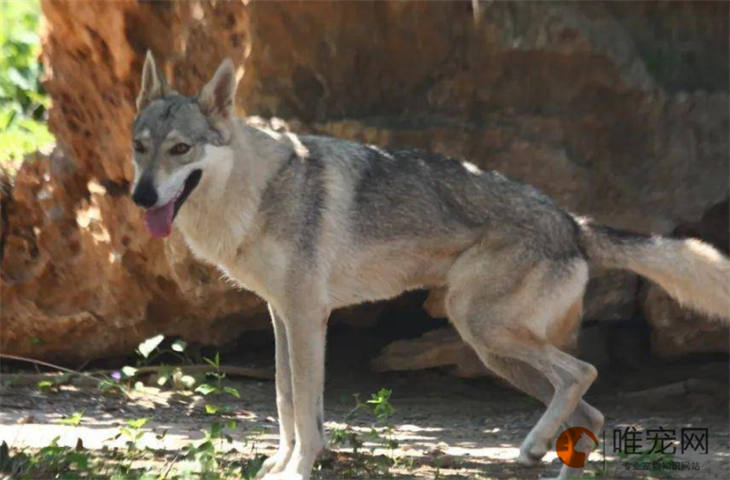 捷克狼犬800元能买到吗