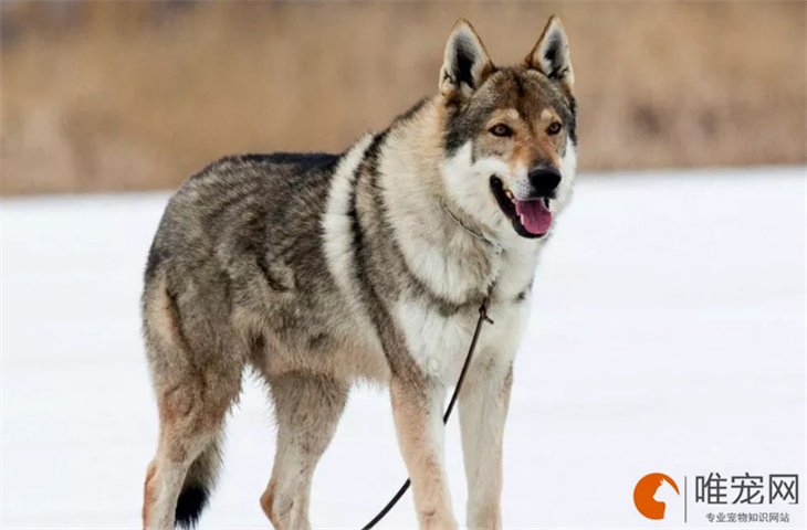 捷克狼犬幼崽500元能买到吗