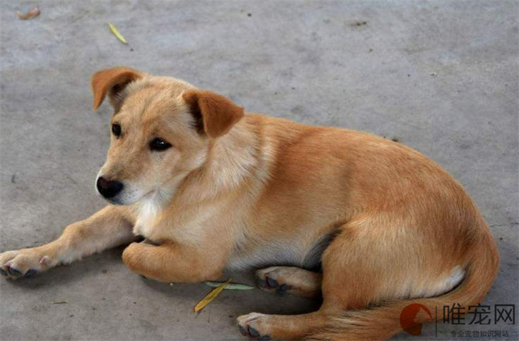 南京可以养中华田园犬吗 多少钱一只 南京可以养中华田园犬吗 多少钱一只