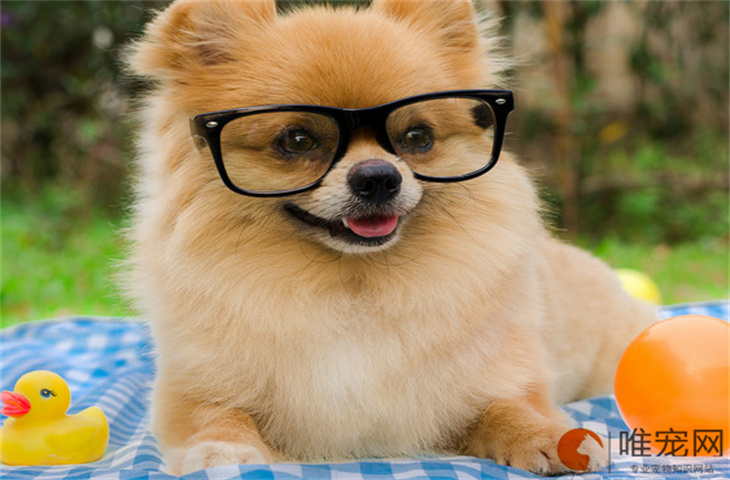 博美犬几个月可以配种 什么时候懂事 博美犬几个月可以配种 什么时候懂事