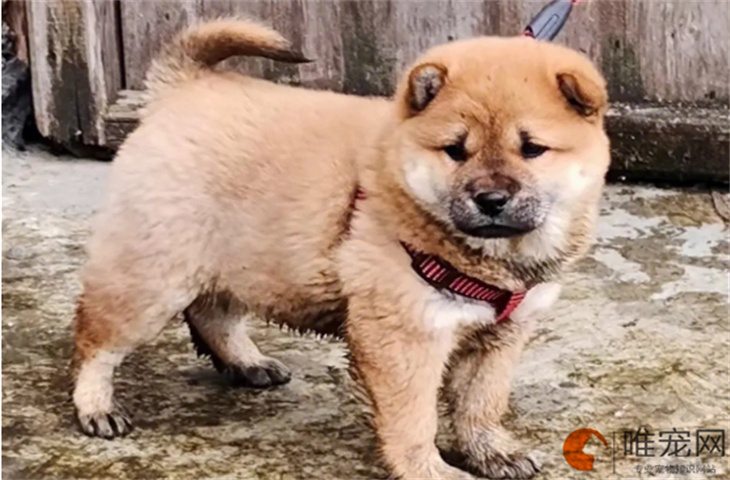 北京可以养中华田园犬吗 多少钱一只