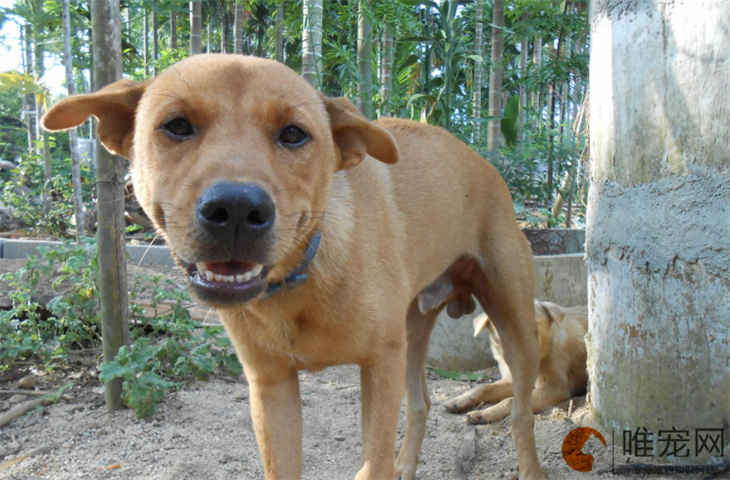 烟台可以养中华田园犬吗 多少钱一只 烟台可以养中华田园犬吗 多少钱一只