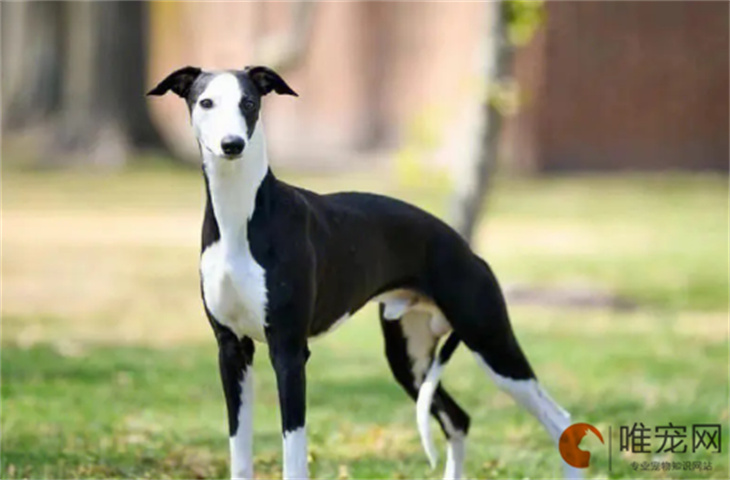 品相好的惠比特犬多少钱 品相好的惠比特犬多少钱