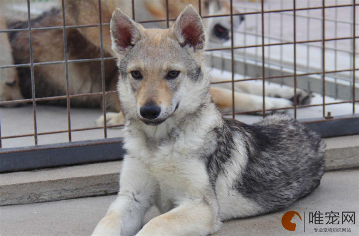 5个月的捷克狼犬可以配种吗 5个月的捷克狼犬可以配种吗