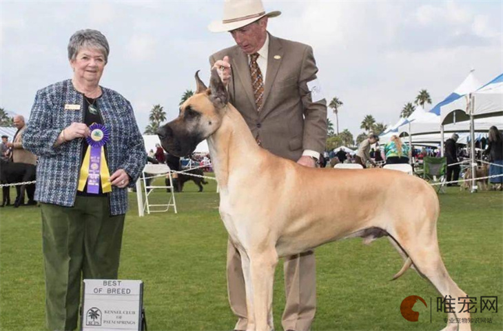 大丹犬幼犬训练教程