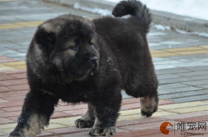 高加索幼犬训练教程 高加索幼犬训练教程