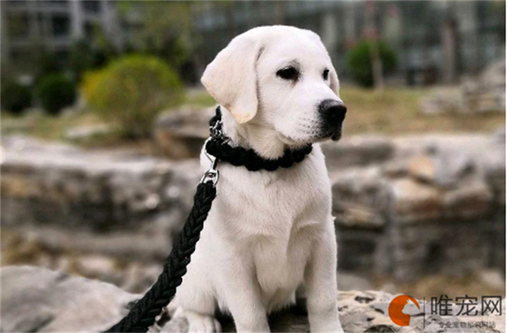 拉布拉多幼犬训练教程 新手如何饲养