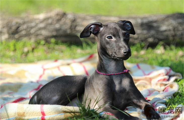 灵缇犬幼犬训练教程 怎么看纯不纯 灵缇犬幼犬训练教程 怎么看纯不纯