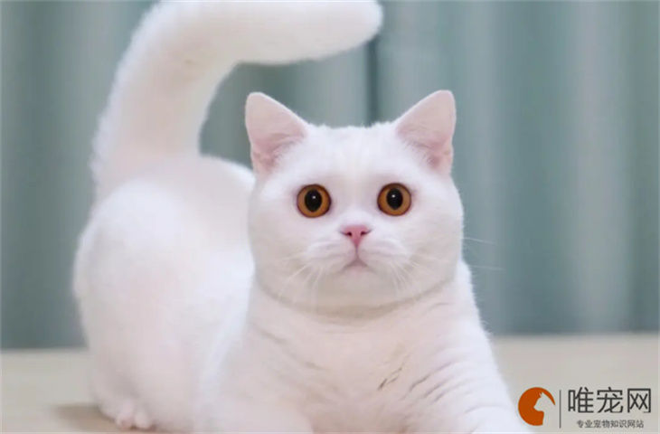 6个月的银点猫可以配种吗 6个月的银点猫可以配种吗