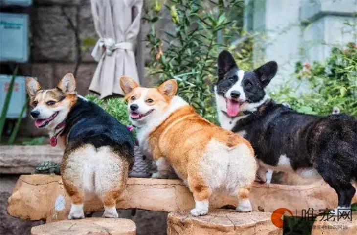 5个月的柯基犬可以配种吗 5个月的柯基犬可以配种吗