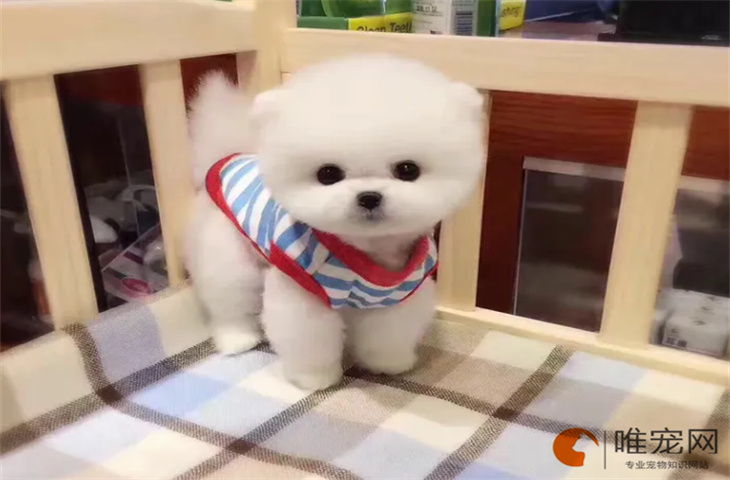 茶杯犬几个月可以配种 为什么那么贵