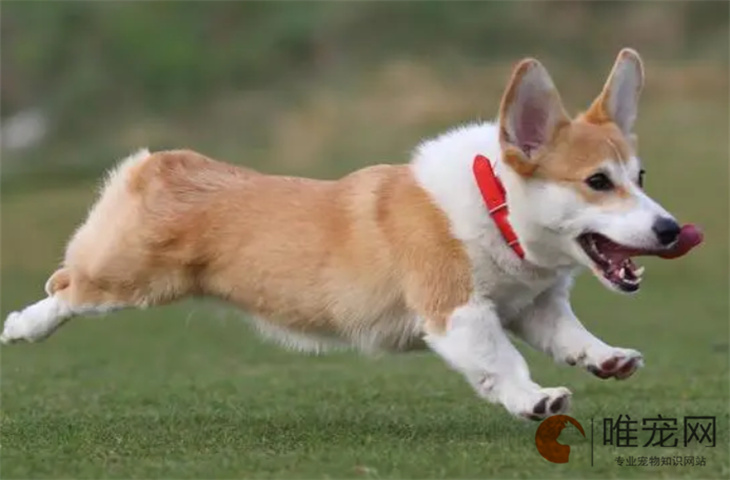 柯基犬几个月可以配种 怎么看纯不纯 柯基犬几个月可以配种 怎么看纯不纯