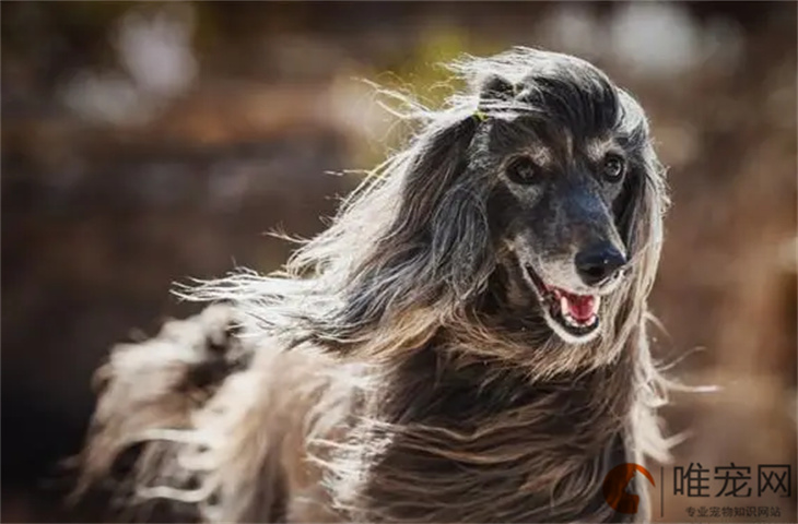 训练阿富汗猎犬的基础动作有哪些 方法是怎样的 训练阿富汗猎犬的基础动作有哪些 方法是怎样的