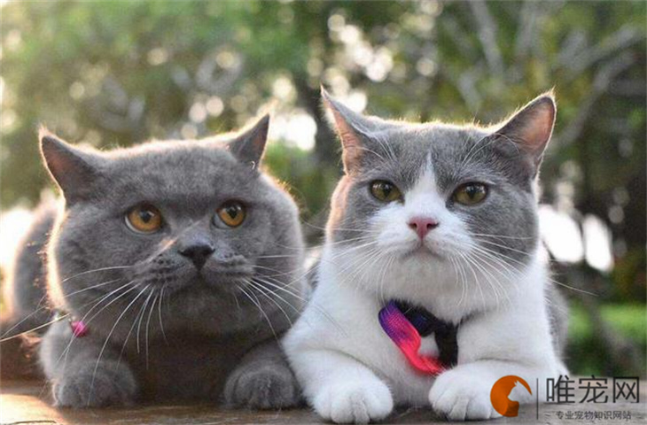 英短蓝猫几个月可以配种 多久生下来 英短蓝猫几个月可以配种 多久生下来