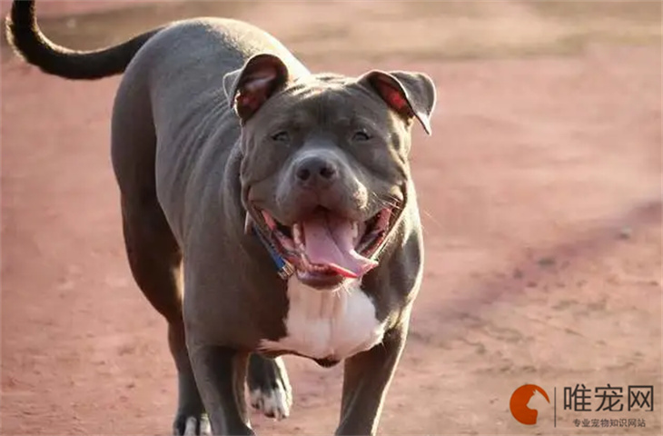 比特犬配种后多久生宝宝 比特犬配种后多久生宝宝