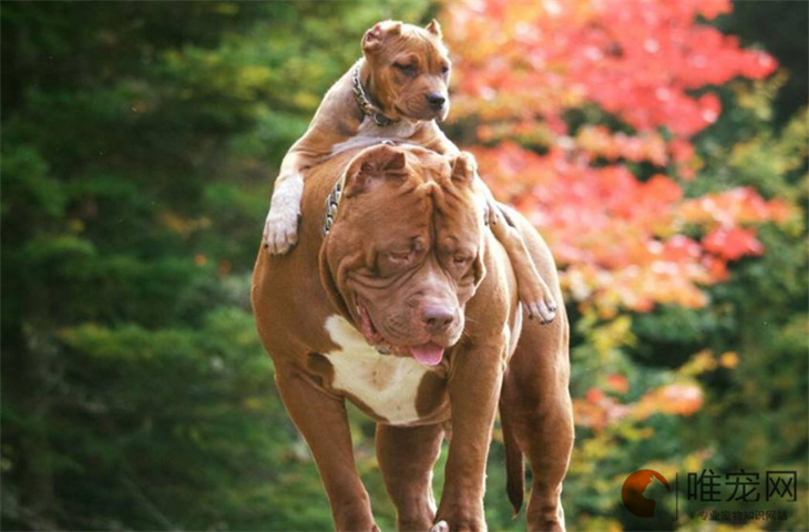 比特犬几个月可以配种 比特犬几个月可以配种