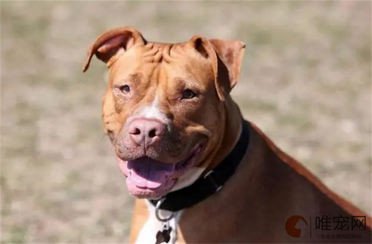 训练比特犬最简单的方法有哪些 训练比特犬最简单的方法有哪些