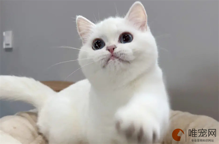 10个月的银点猫可以配种吗 10个月的银点猫可以配种吗