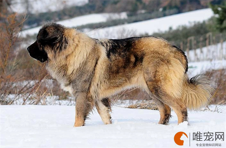训练高加索犬的基础动作有哪些 方法是怎样的 训练高加索犬的基础动作有哪些 方法是怎样的