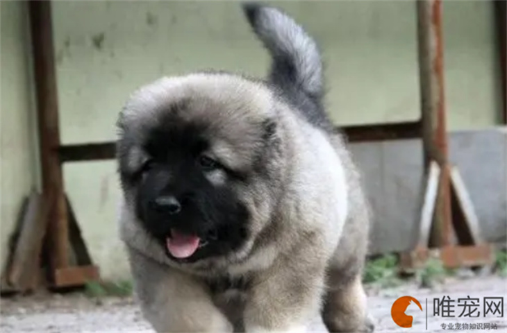 训练高加索犬最简单的方法有哪些 训练高加索犬最简单的方法有哪些