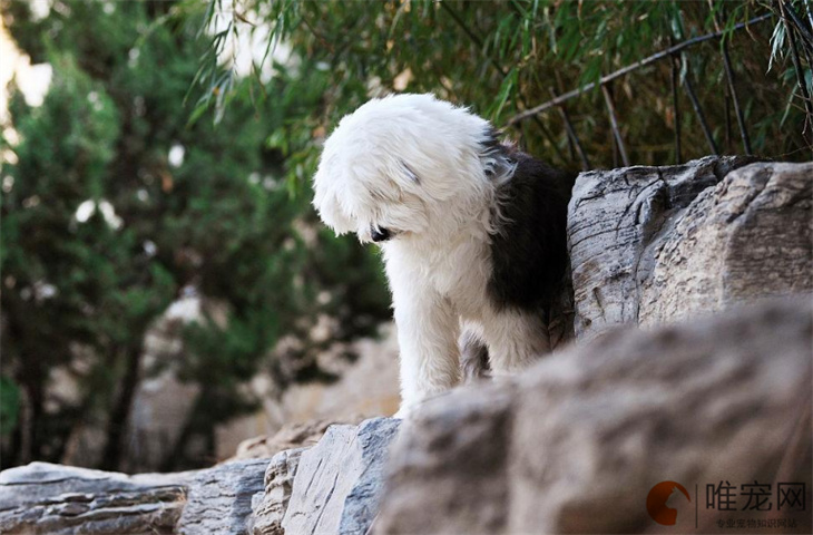 训练古代牧羊犬最简单的方法有哪些 训练古代牧羊犬最简单的方法有哪些