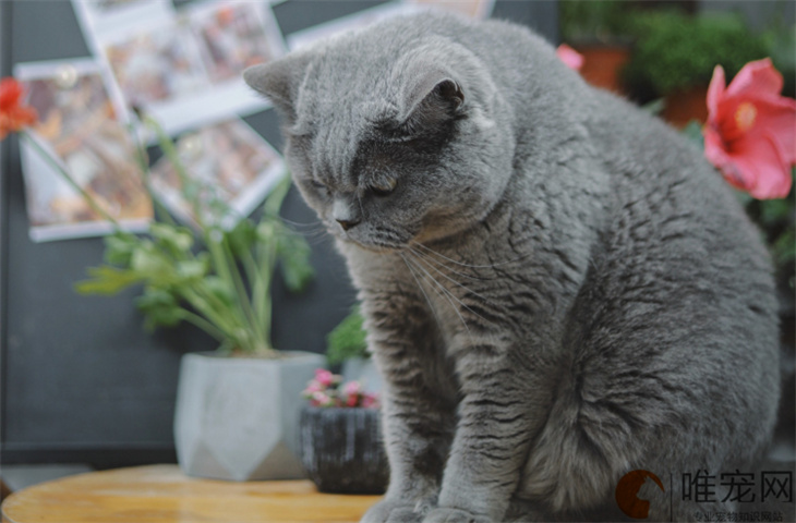 蓝猫配种后多久知道怀孕 配几次能成功