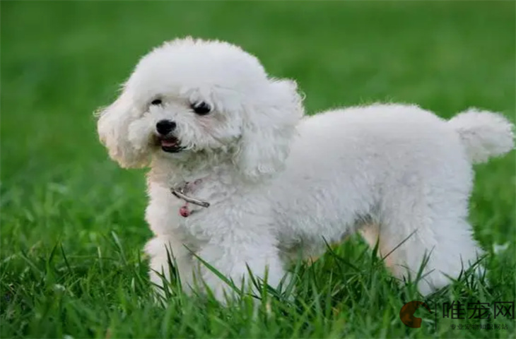7个月的贵宾犬可以配种吗 7个月的贵宾犬可以配种吗