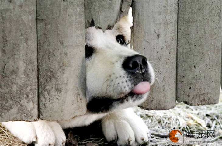 秋田犬配种后多久生宝宝