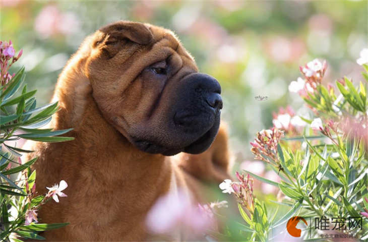 沙皮犬配种后多久生宝宝