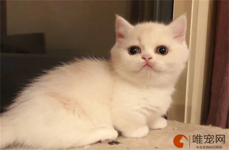 猫咪有创意的名字有哪些