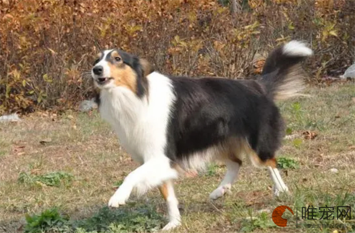 训练喜乐蒂牧羊犬最简单的方法有哪些 缺点是什么 训练喜乐蒂牧羊犬最简单的方法有哪些 缺点是什么