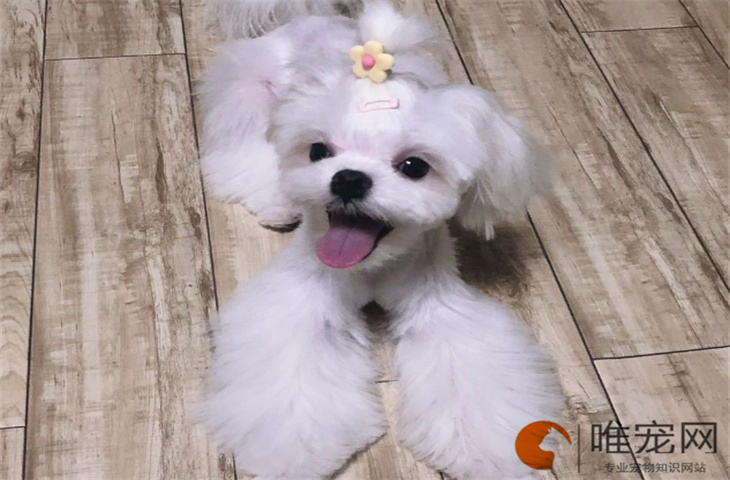 9个月的马尔济斯犬可以配种吗 9个月的马尔济斯犬可以配种吗