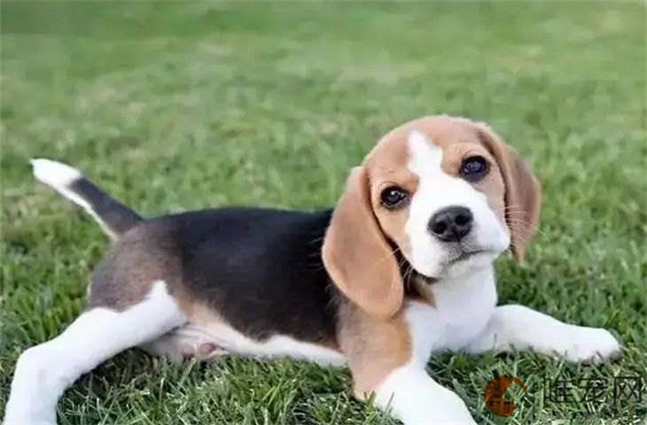 10个月的比格犬可以配种吗