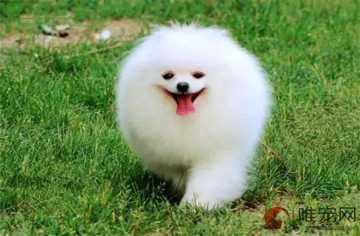 10个月的博美犬可以配种吗